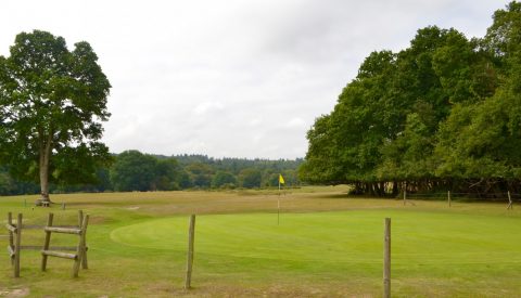 The greens on the Forest Course are fenced off to keep grazing cattle and deer at bay 